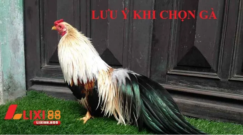Lưu ý quan trọng khi chọn gà chuối thi đấu
